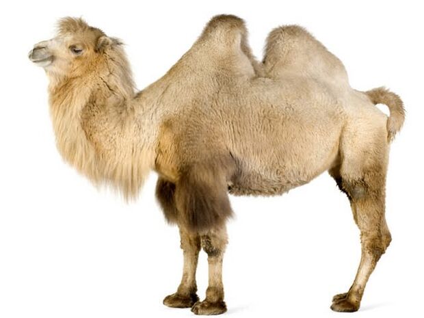 kamelo in njegov želodec za povečanje moči